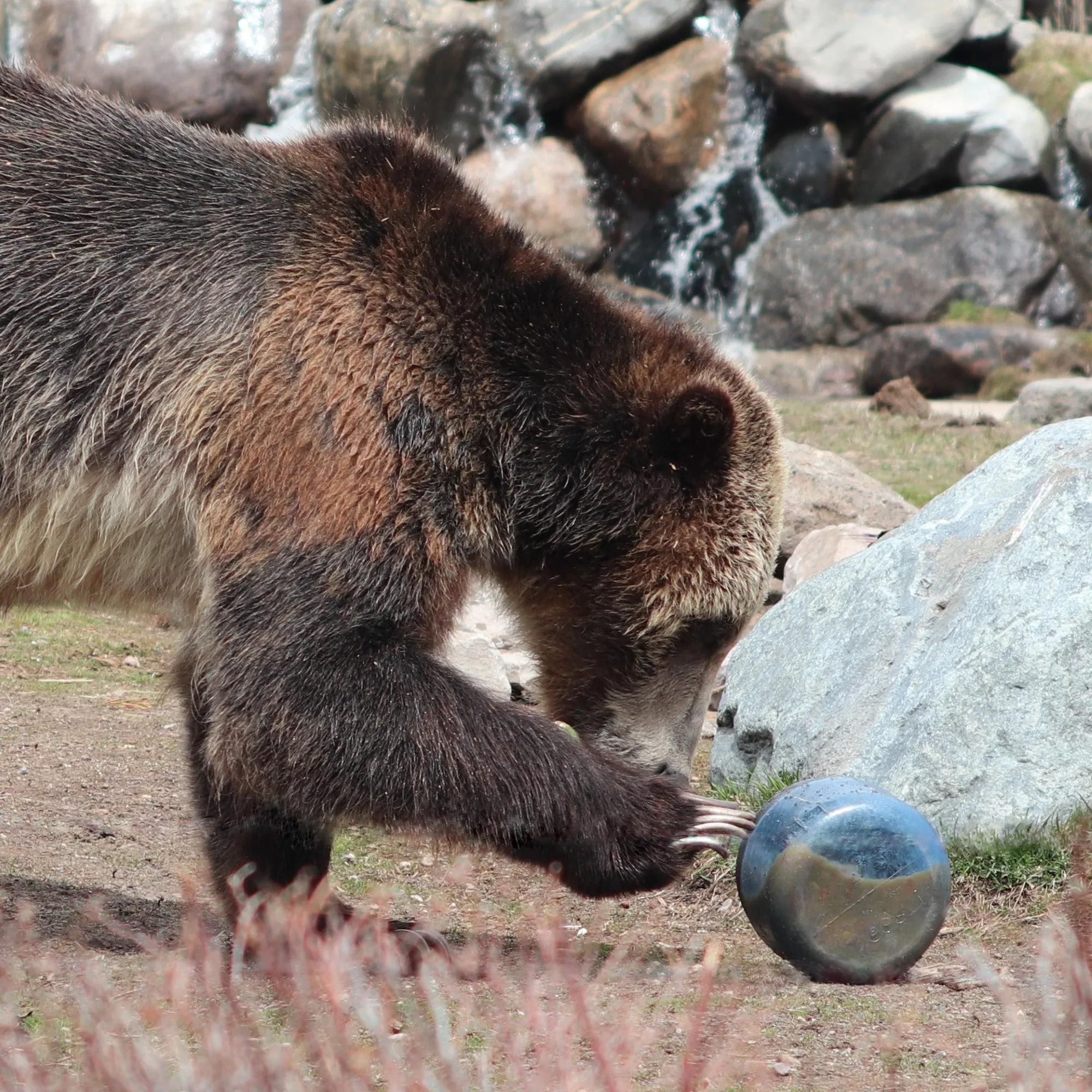 BearVault BV425 - Sprint Bear Resistant Food Cannister